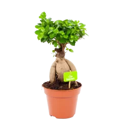 Ficus Microcarpa Ginseng - Bonsai - P17 H40 - Kamerplant