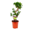 Ficus Microcarpa Ginseng - Bonsai - P21 H65 - Kamerplant