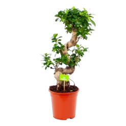 Ficus Microcarpa Ginseng - Bonsai - P21 H65 - Kamerplant