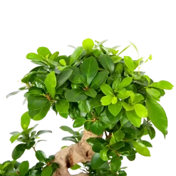 Ficus Microcarpa Ginseng - Bonsai - P21 H65 - Kamerplant -Warentuin ficus microcarpa ginseng bonsai p21 h65 6
