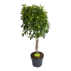 Ficus Microcarpa Nitida Op Gevlochten Stam - Treurvijg - P24 H100 - Kamerplant