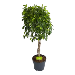 Ficus Microcarpa Nitida Op Gevlochten Stam - Treurvijg - P24 H100 - Kamerplant