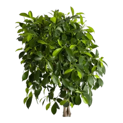 Warentuin -Warentuin ficus microcarpa nitida op gevlochten stam treurvijg p24 h100 2