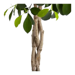 Ficus Microcarpa Nitida Op Gevlochten Stam - Treurvijg - P24 H100 - Kamerplant -Warentuin ficus microcarpa nitida op gevlochten stam treurvijg p24 h100 3