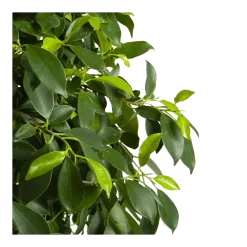 Ficus Microcarpa Nitida Op Gevlochten Stam - Treurvijg - P24 H100 - Kamerplant -Warentuin ficus microcarpa nitida op gevlochten stam treurvijg p24 h100 4
