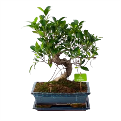 Ficus Retusa Taiwan - Bonsai - P29 H50 - Kamerplant