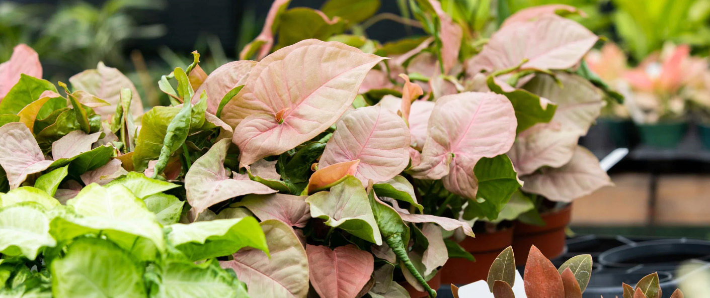 Warentuin -Warentuin ghjgj