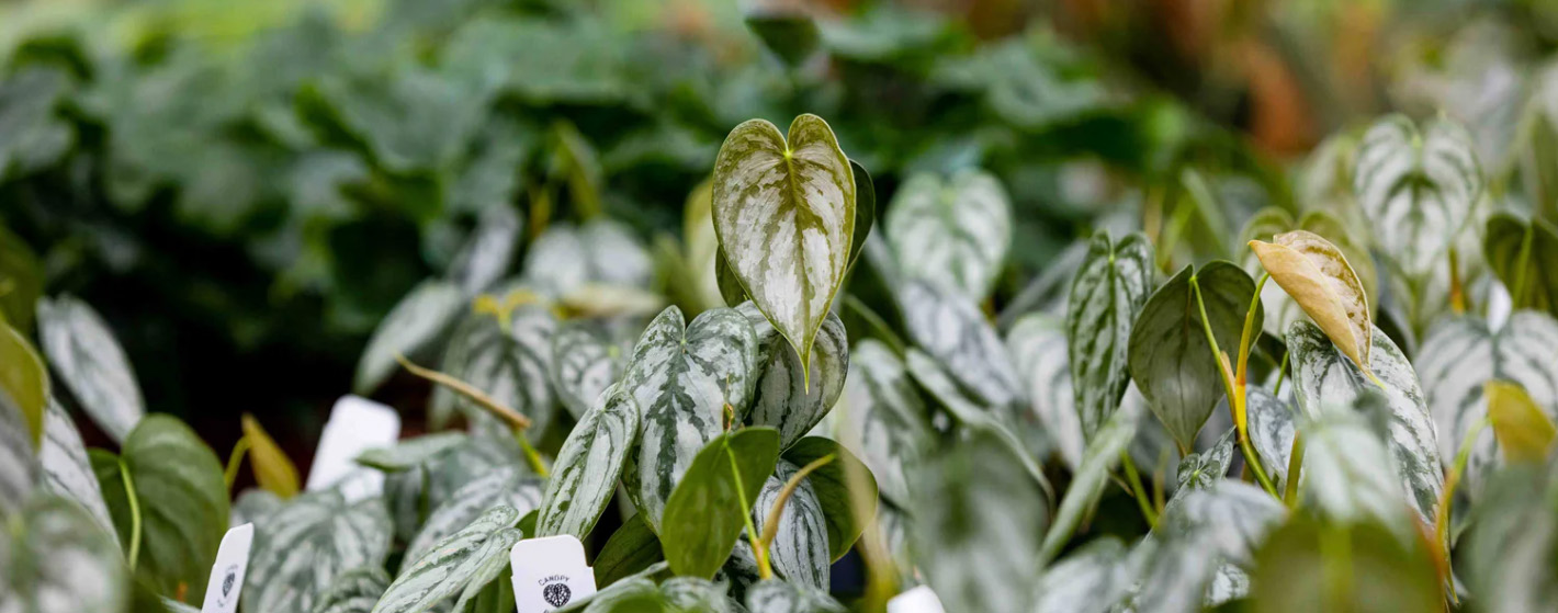 Warentuin -Warentuin hkhjk