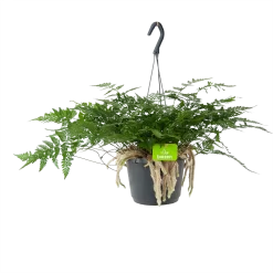 Humata Tyermannii - In Hangpot - P17 H30 - Kamerplant