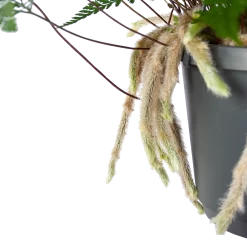 Humata Tyermannii - In Hangpot - P17 H30 - Kamerplant -Warentuin humata tyermannii in hangpot p17 h30 6