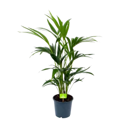 Kentiapalm - Howea Forsteriana - P19 H80 - Kamerplant