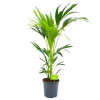 Kentiapalm - Howea Forsteriana - P21 H100 - Kamerplant