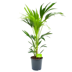Kentiapalm - Howea Forsteriana - P21 H100 - Kamerplant