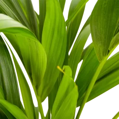 Warentuin -Warentuin kentiapalm howea forsteriana p21 h100 5