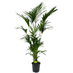 Kentiapalm - Howea Forsteriana - P27 H200 - Kamerplant