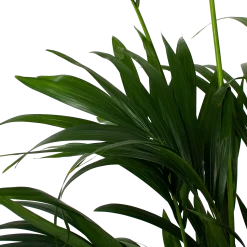 Warentuin -Warentuin kentiapalm howea forsteriana p27cm h200cm 5