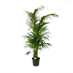 Kentiapalm - Howea Forsteriana - P30 H210 - Kamerplant