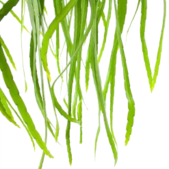 Warentuin -Warentuin lepismium bolivianum in hangpot p17 h40 5