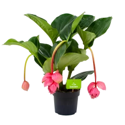 Medinella Magnifica - Trosbloem - P17 H60 - Kamerplant