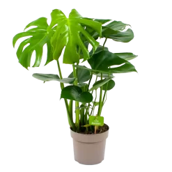 Monstera Deliciosa - Gatenplant - P17 H65 - Kamerplant