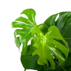 Warentuin -Warentuin monstera deliciosa gatenplant p17 h65 5 1