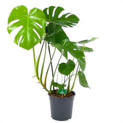 Monstera Deliciosa - Gatenplant - P24 H100 - Kamerplant