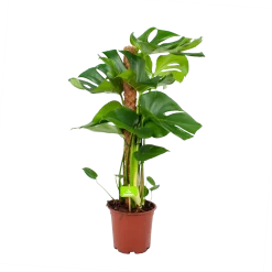 Monstera Deliciosa Op Mosstok - Gatenplant - P19 H80 - Kamerplant