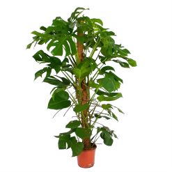 Monstera Deliciosa Op Mosstok - Gatenplant - P24 H150 - Kamerplant