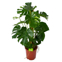 Monstera Deliciosa Op Mosstok - Gatenplant - P27 H120 - Kamerplant