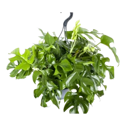 Warentuin -Warentuin monstera minima gatenplant in hangpot p27 h30 5