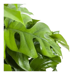 Monstera Minima - Gatenplant - In Hangpot - P27 H30 - Kamerplant -Warentuin monstera minima gatenplant in hangpot p27 h30 6