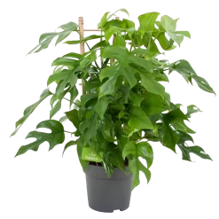 Monstera Minima Met Rekje Gatenplant P17 H65 - Kamerplant