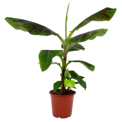 Musa Dwarf Cavendish - Bananenplant - P21 H90 - Kamerplant