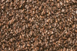 Natuflex Droogloopmat - 80x50cm - Donker Bruin - Deurmat -Warentuin natuflex droogloopmat donker bruin deurmat 3