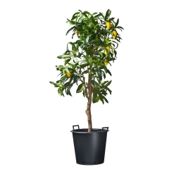 Nature - Ritzi Container Zwart 50L - Met Handgreep -Warentuin nature ritzi container zwart 50l met handgreep plantencontainer 3