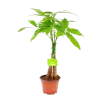 Pachira Aquatica - Geldboom - P12 H45 - Kamerplant