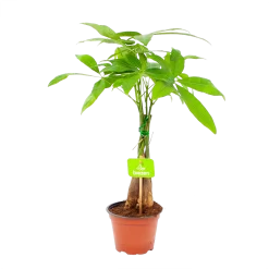 Pachira Aquatica - Geldboom - P12 H45 - Kamerplant