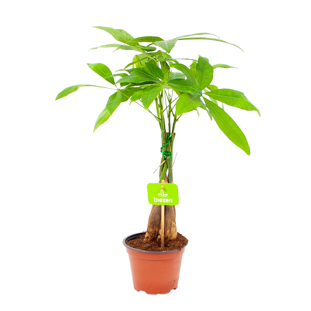 Pachira Aquatica - Geldboom - P12 H45 - Kamerplant 1 Pachira Aquatica - Geldboom - P12 H45 - Kamerplant