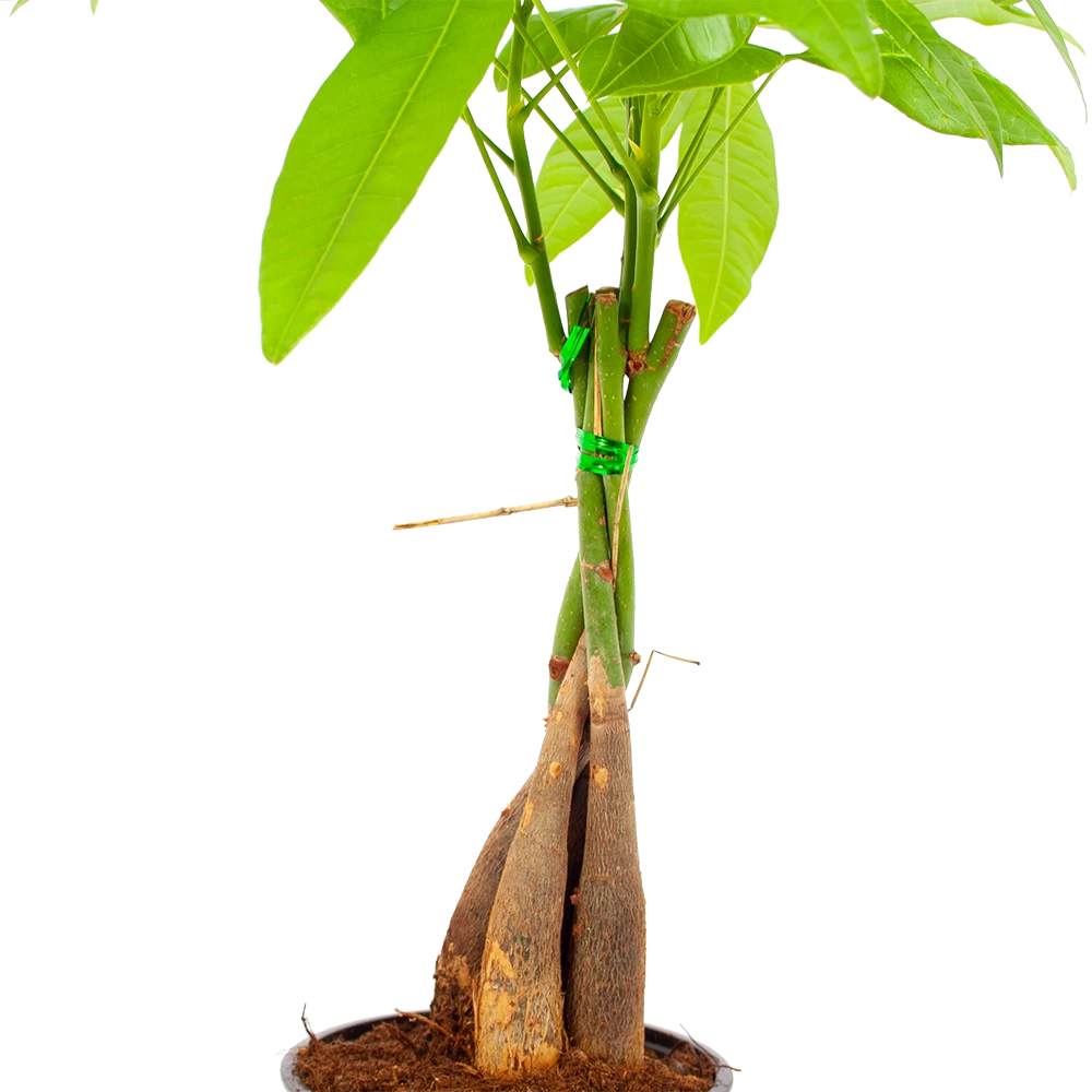 Pachira Aquatica - Geldboom - P12 H45 - Kamerplant 2 Pachira Aquatica - Geldboom - P12 H45 - Kamerplant - Afbeelding 2