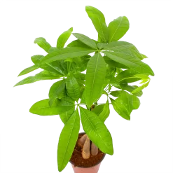 Pachira Aquatica - Geldboom - P12 H45 - Kamerplant 6 Pachira Aquatica - Geldboom - P12 H45 - Kamerplant -Warentuin pachira aquatica geldboom p12 h45 6