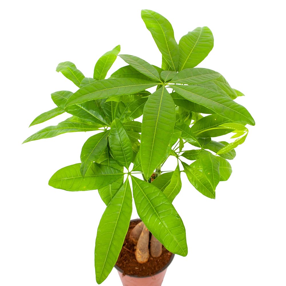Pachira Aquatica - Geldboom - P12 H45 - Kamerplant 3 Pachira Aquatica - Geldboom - P12 H45 - Kamerplant - Afbeelding 3