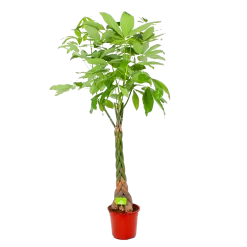 Pachira Aquatica - Geldboom - P27 H150 - Kamerplant