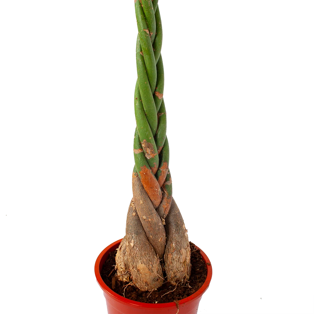 Pachira Aquatica - Geldboom - P27 H150 - Kamerplant 2 Pachira Aquatica - Geldboom - P27 H150 - Kamerplant - Afbeelding 2