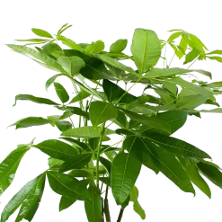 Pachira Aquatica - Geldboom - P27 H150 - Kamerplant 6 Pachira Aquatica - Geldboom - P27 H150 - Kamerplant -Warentuin pachira aquatica geldboom p27 h150 6