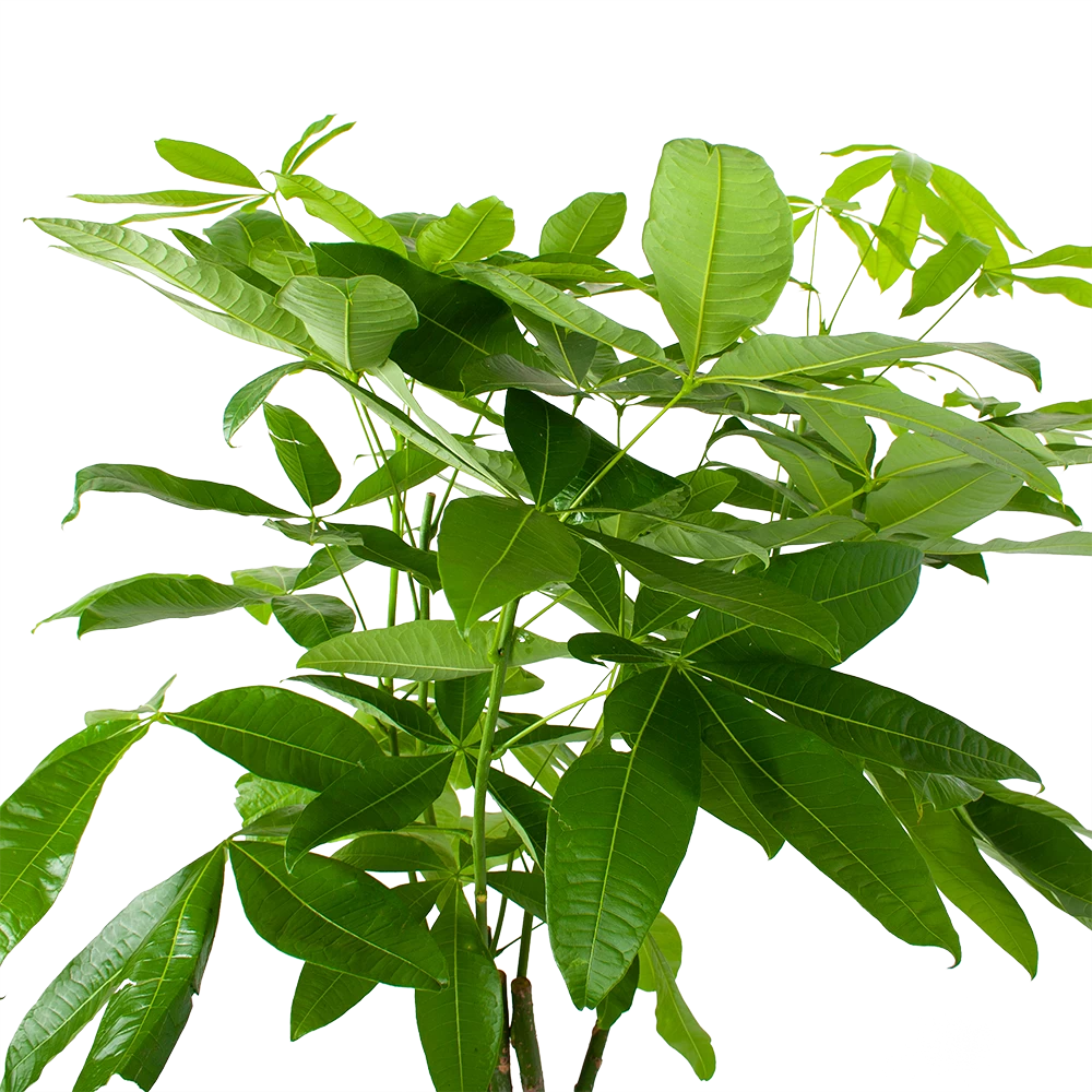 Pachira Aquatica - Geldboom - P27 H150 - Kamerplant 3 Pachira Aquatica - Geldboom - P27 H150 - Kamerplant - Afbeelding 3