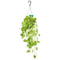 Peperomia Scandens Variegata - In Hangpot - P17 H30 - Kamerplant