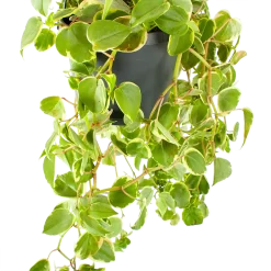 Warentuin -Warentuin peperomia scandens variegata in hangpot p17 h30 5