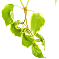 Peperomia Scandens Variegata - In Hangpot - P17 H30 - Kamerplant -Warentuin peperomia scandens variegata in hangpot p17 h30 6