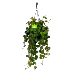 Peperomia Tetraphylla - In Hangpot - P15 H25 - Kamerplant