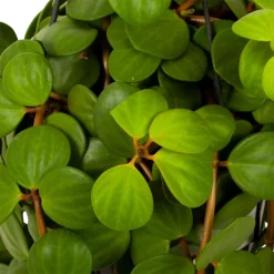 Warentuin -Warentuin peperomia tetraphylla in hangpot p15 h25 5